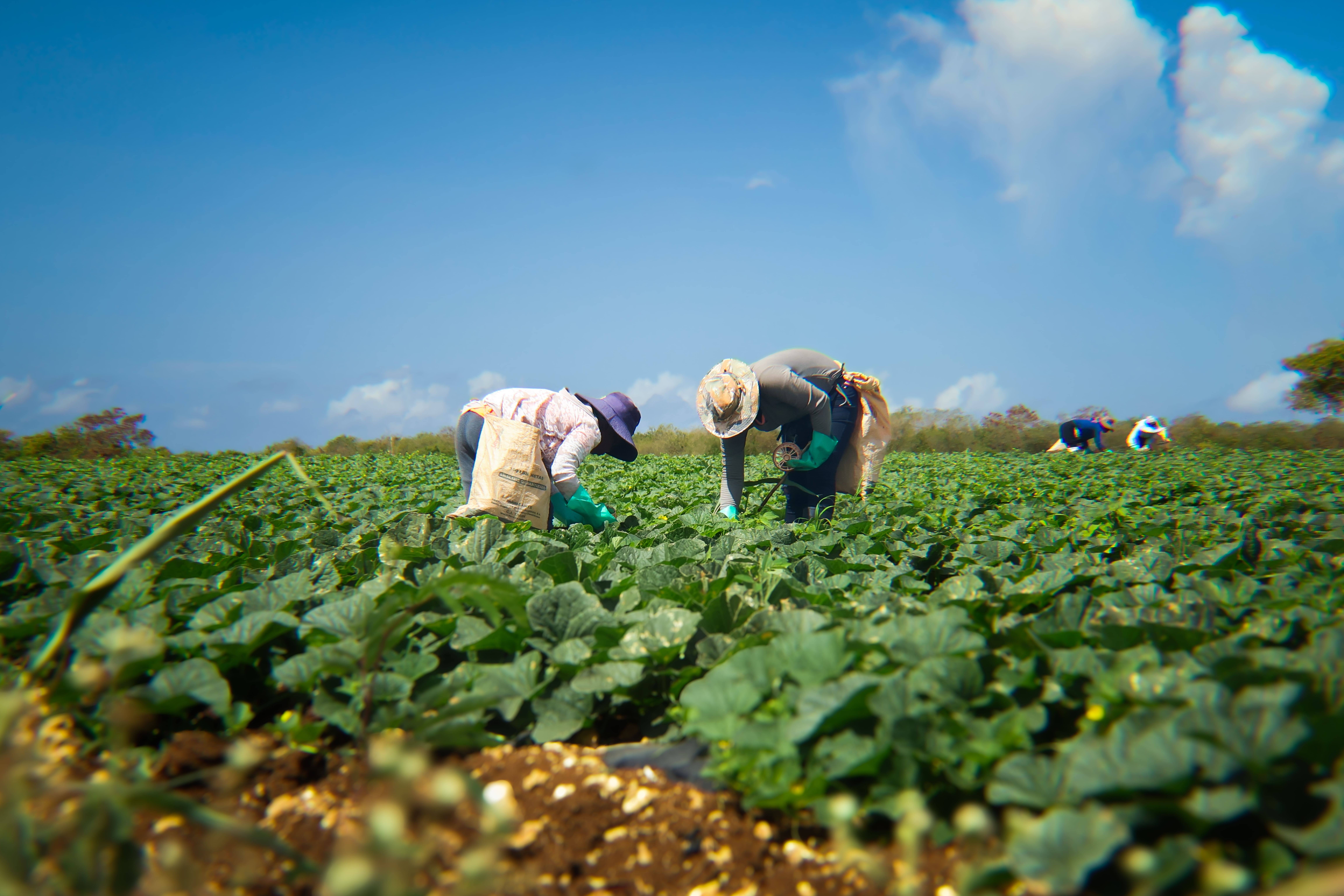 Ideal Soils
